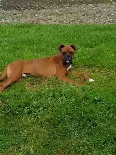 Little and large dog boarding kennels