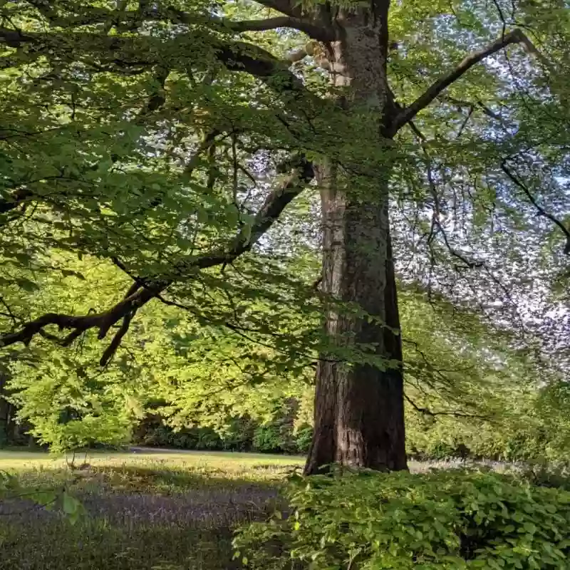 Reenagross Woodland Park Kenmare