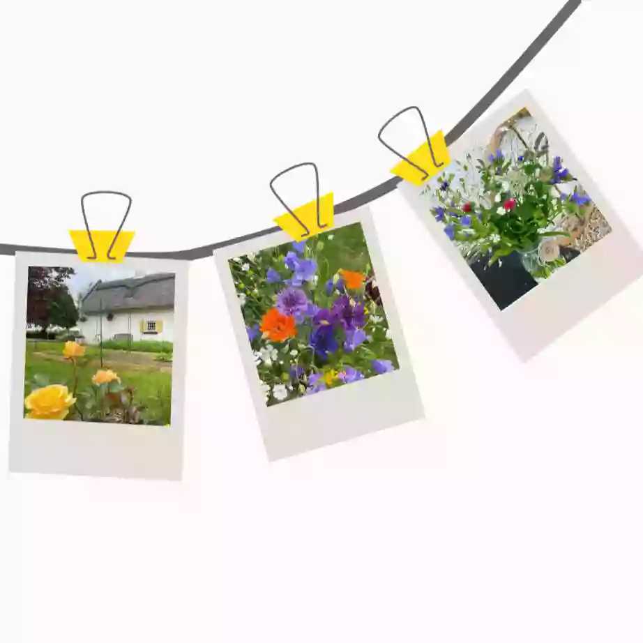 Spinning Wheel Blooms - Cut flower & wellbeing farm