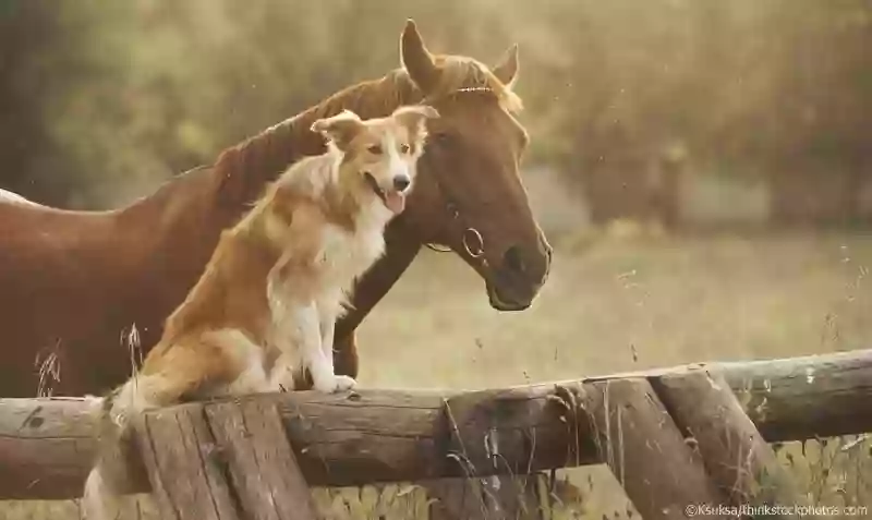 House, Horse & Hound Sitter