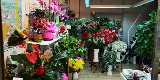 Fiori e piante