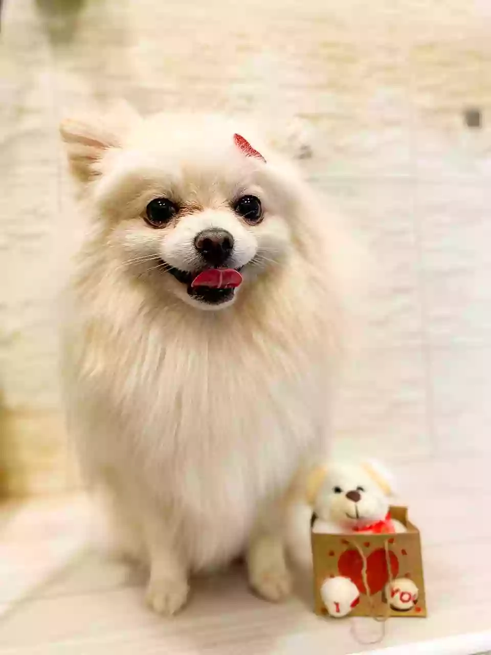 Miss Barber Dog-Toelettatura Cani , gatti , conigli-Acconciature Grooming Art-Tosatura Cani Ostia