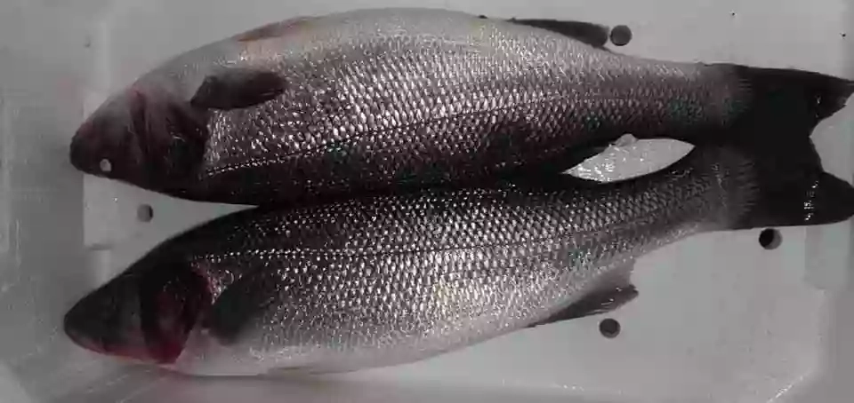 Momy Fish - Pescheria