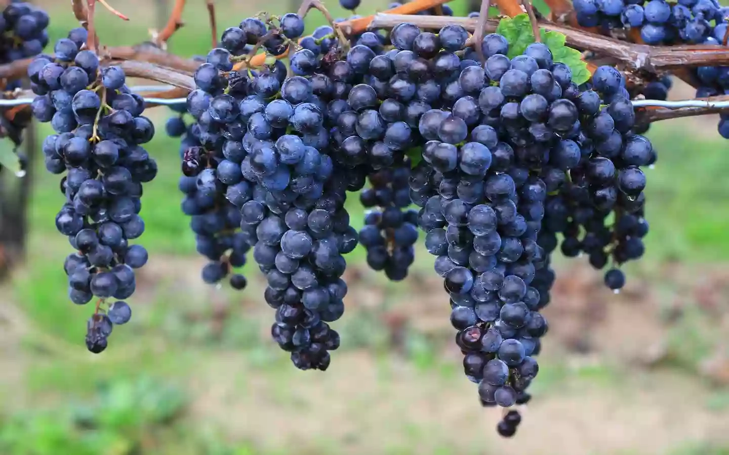 Azienda Vinicola Olivicola Poggio Degli Etruschi