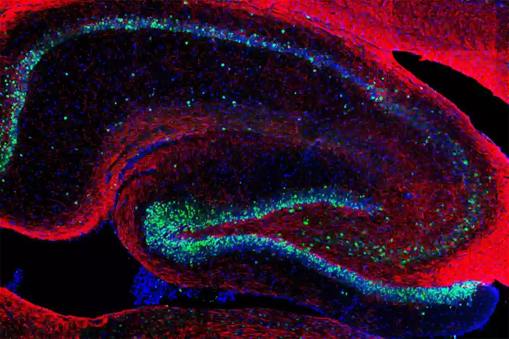 Immunological Sciences