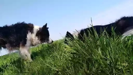 Centro cinofilo CANI SCIOLTI ASD