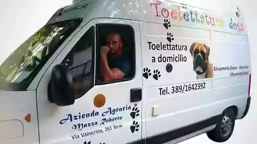 Toelettatura Dogs a Domicilio Roberto Mazza