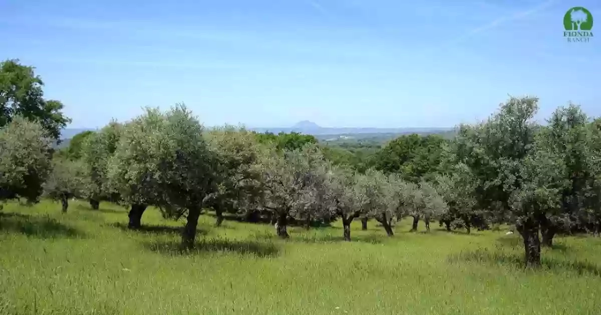 Società Agricola Fionda Ranch Srls