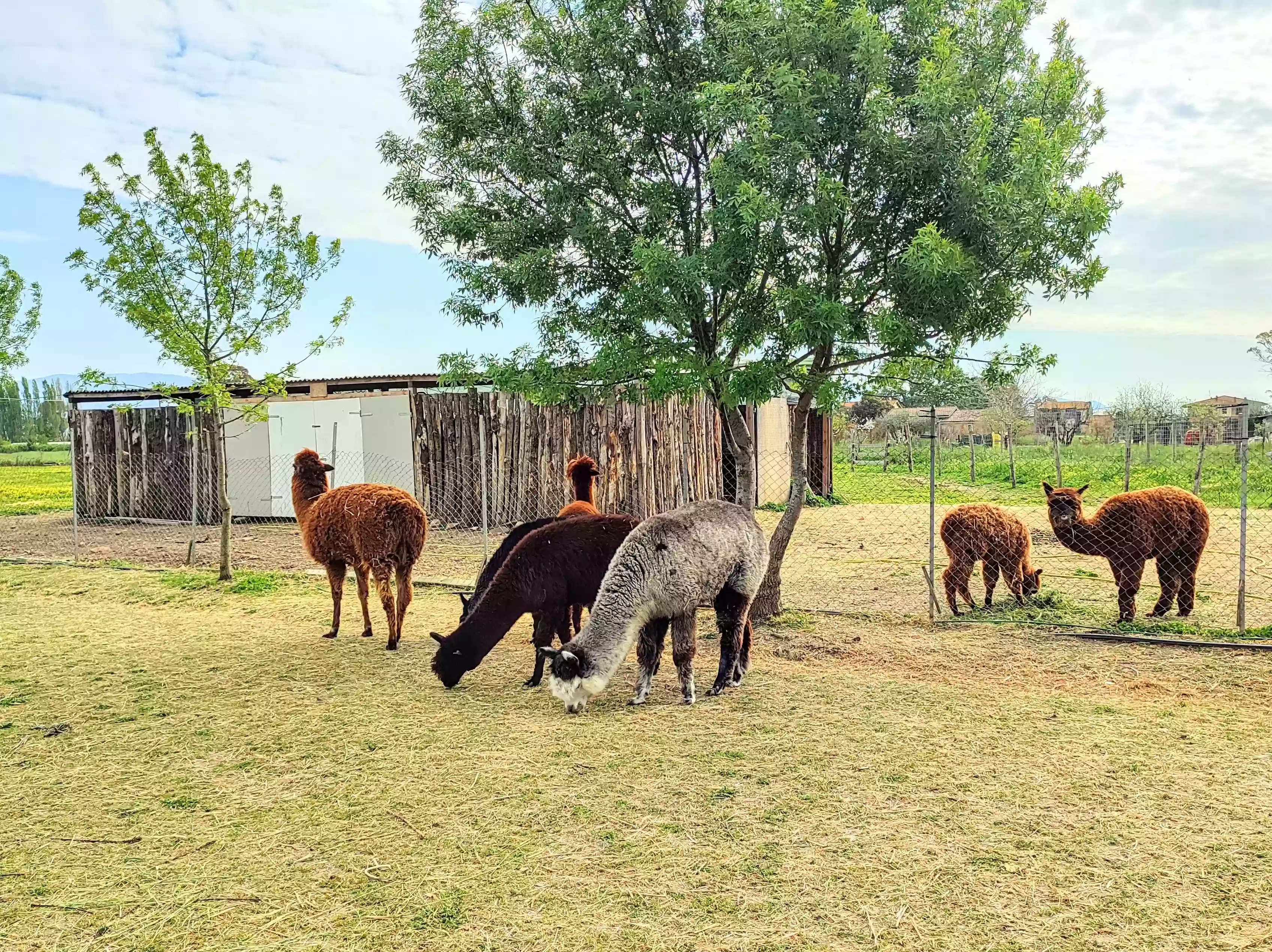 Praces Salaro - Allevamento Alpaca - Fattoria didattica