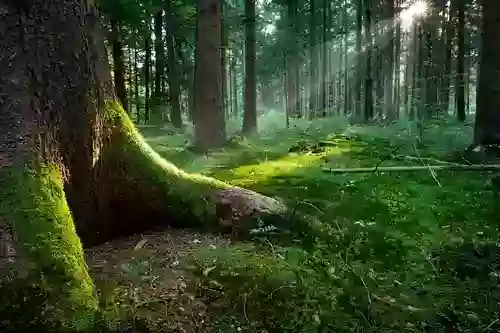 Ingresso area forestale della Valle del Boia