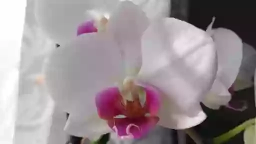 Centro di estetica Orchidea