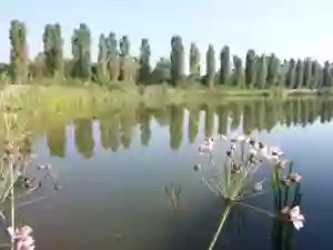 Lago di Niguarda