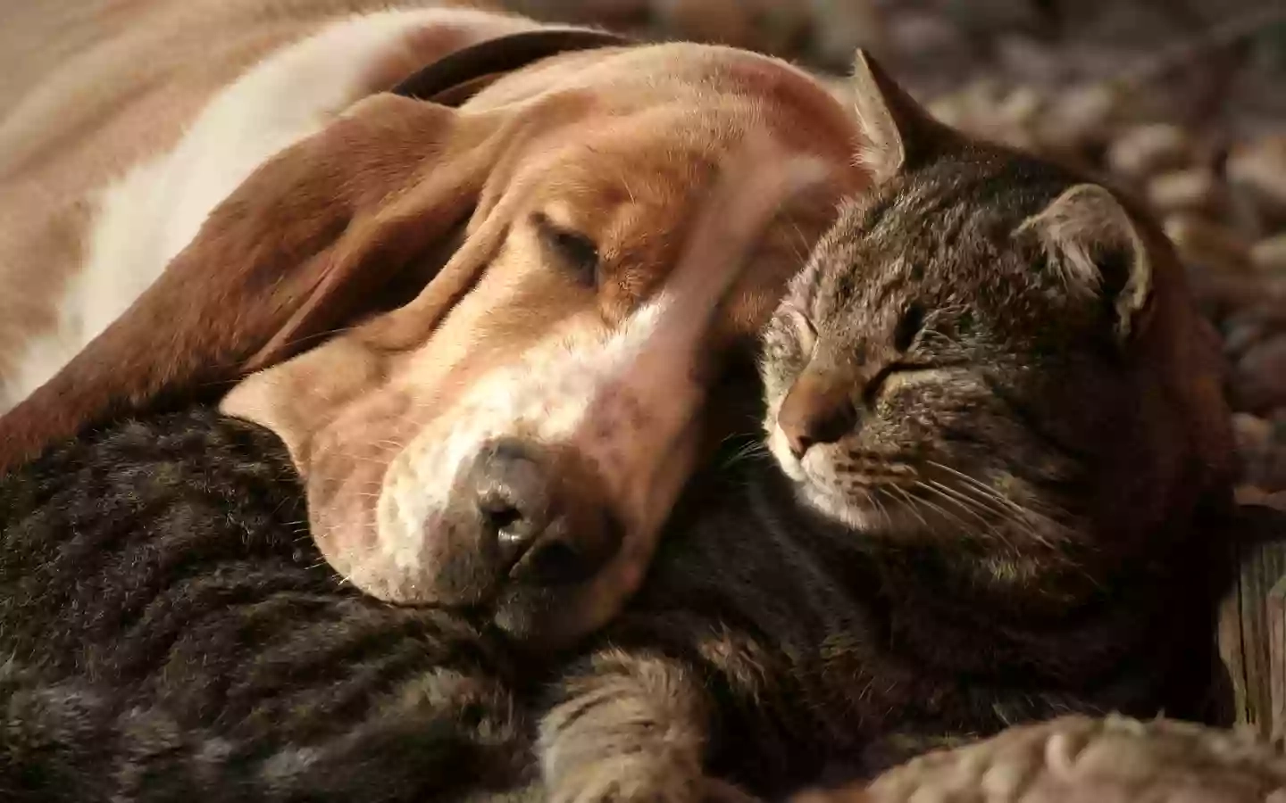 Dog Sitter & Cat Sitter Lissone