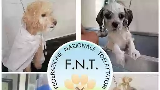 Toelettatura VITA DA CANI