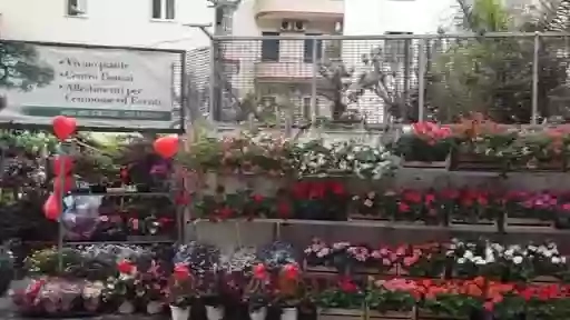 Senese Fiori - Centro Vivaio Giardinaggio Napoli