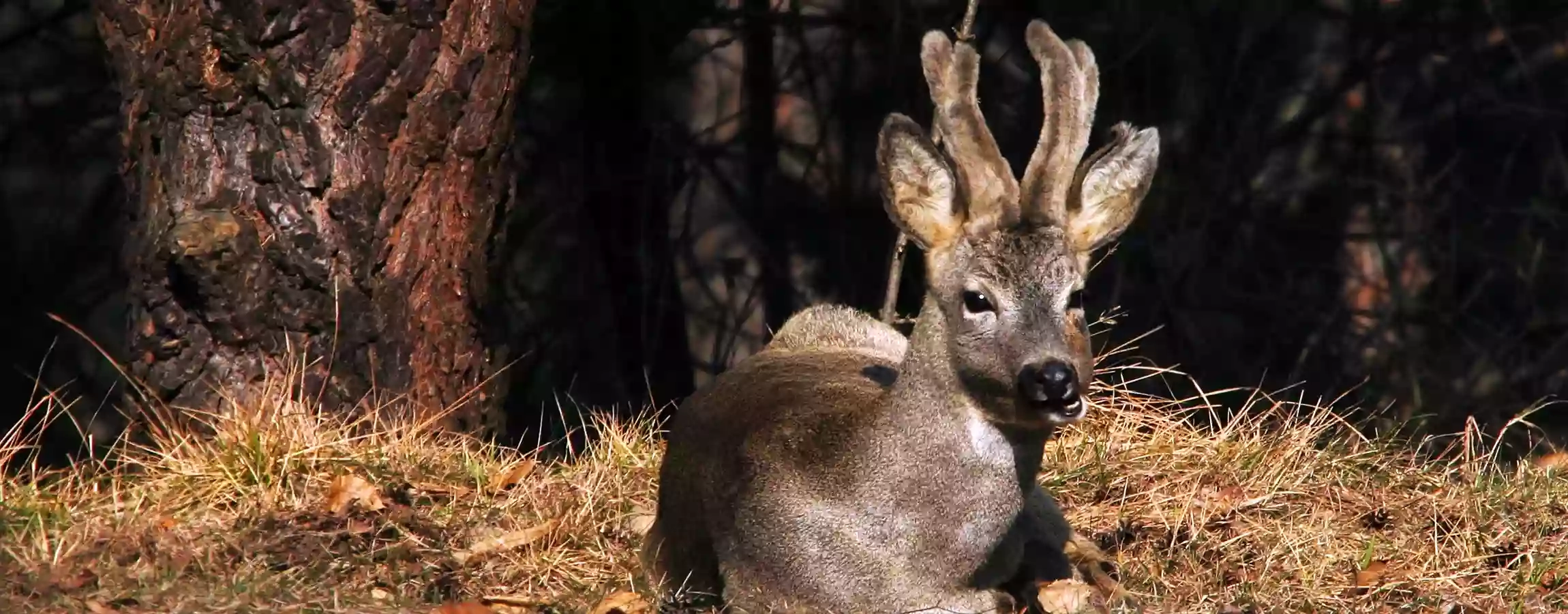 Punto Informazioni e pagamento pedaggio Parco Val Troncea