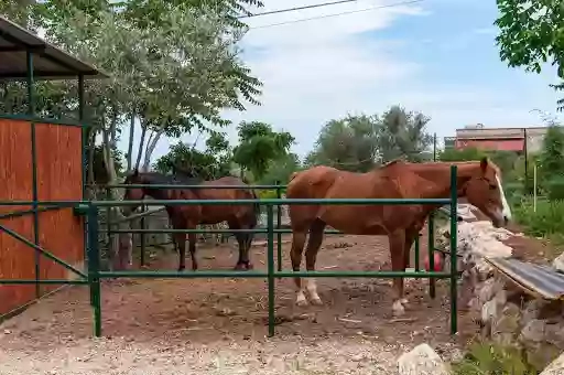 Ranch Family Horse