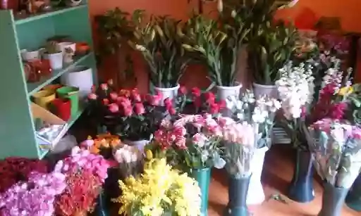 piante e fiori pillitteri di lino parrino