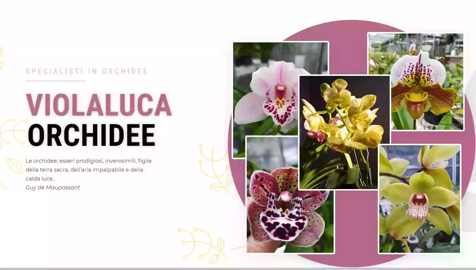 Violaluca Orchidee Di Sommariva Sergio Davide