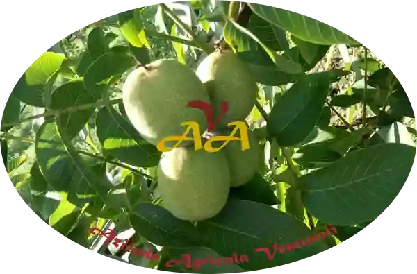 Azienda Agricola Venturoli Produzione e vendita di noci.