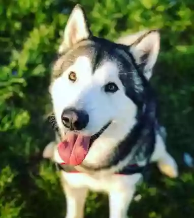 Felix Pensione per Cani