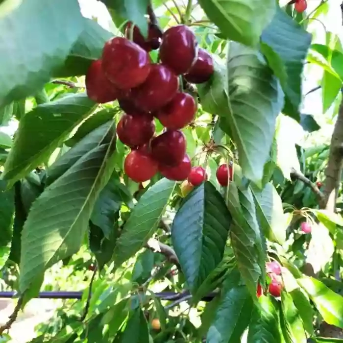 Azienda Agricola Prime