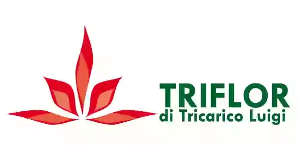 Triflor di Tricarico Luigi