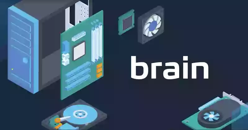 Brain