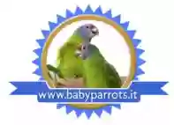 BabyParrots