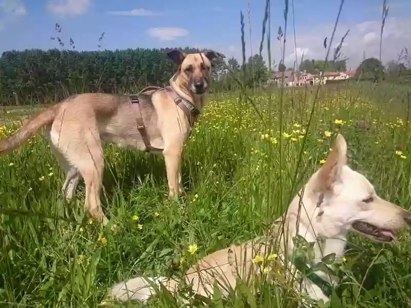 Essere-Cani Associazione Cinofila