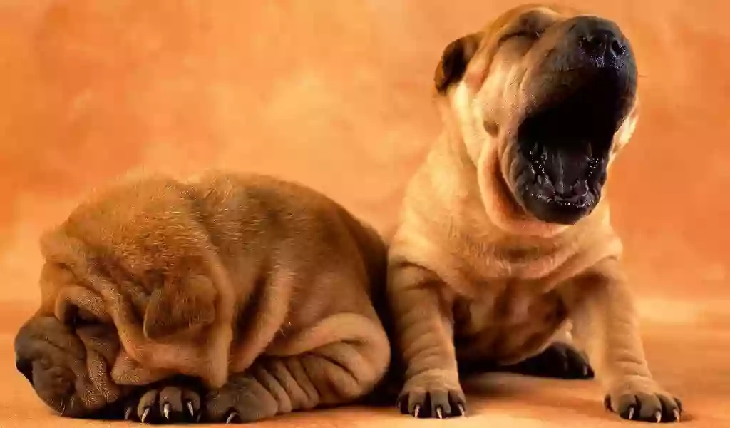 Casa Dell'olmo Pensione Per Cani