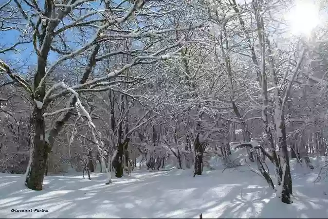 Bosco della Tassita