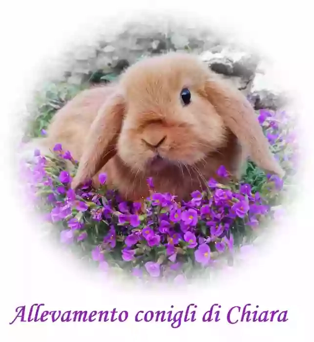 Allevamento conigli di Chiara