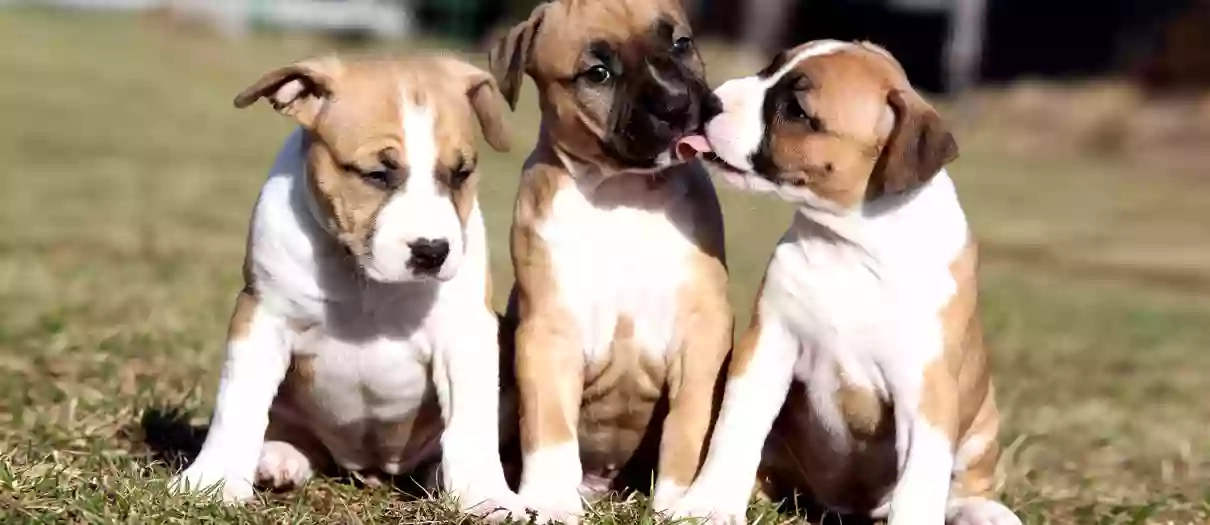 Thier Garten Valverde - Pensione Per Cani