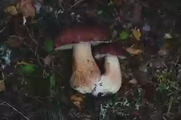 Sentiero dei funghi