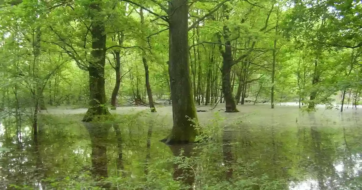 Oasi WWF Bosco del Bottaccio