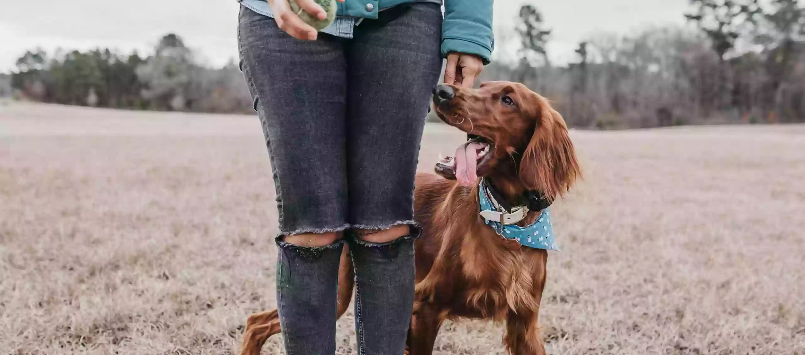 Sporty Dogs