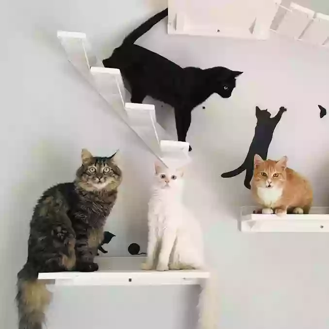 Percorsi Per Gatti