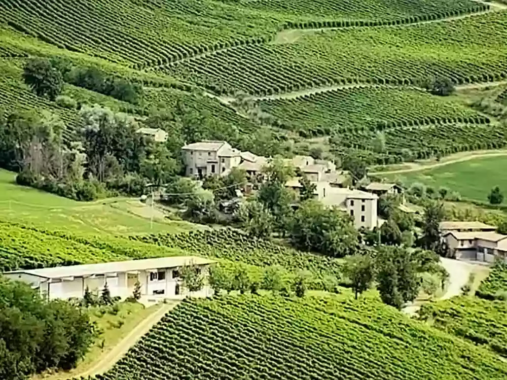 Azienda Agricola Vitivinicola Tenuta Vitali