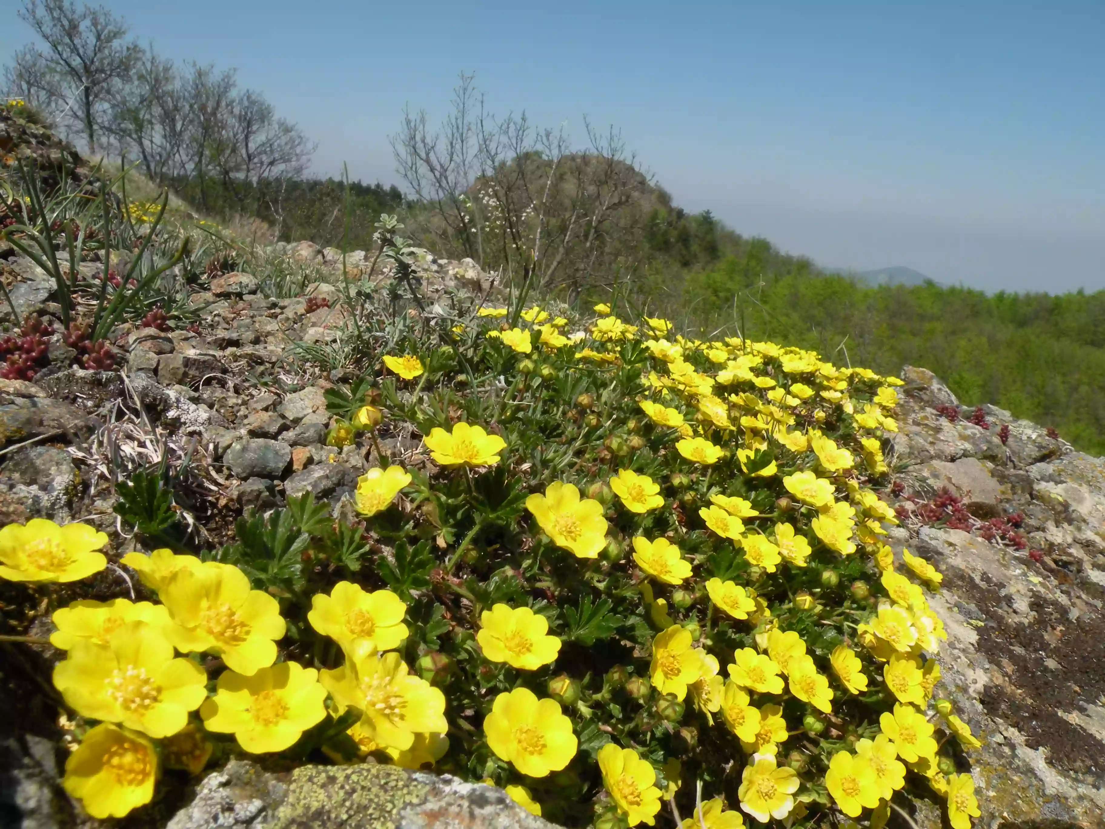 Il Giardino Alpino di Pietra Corva