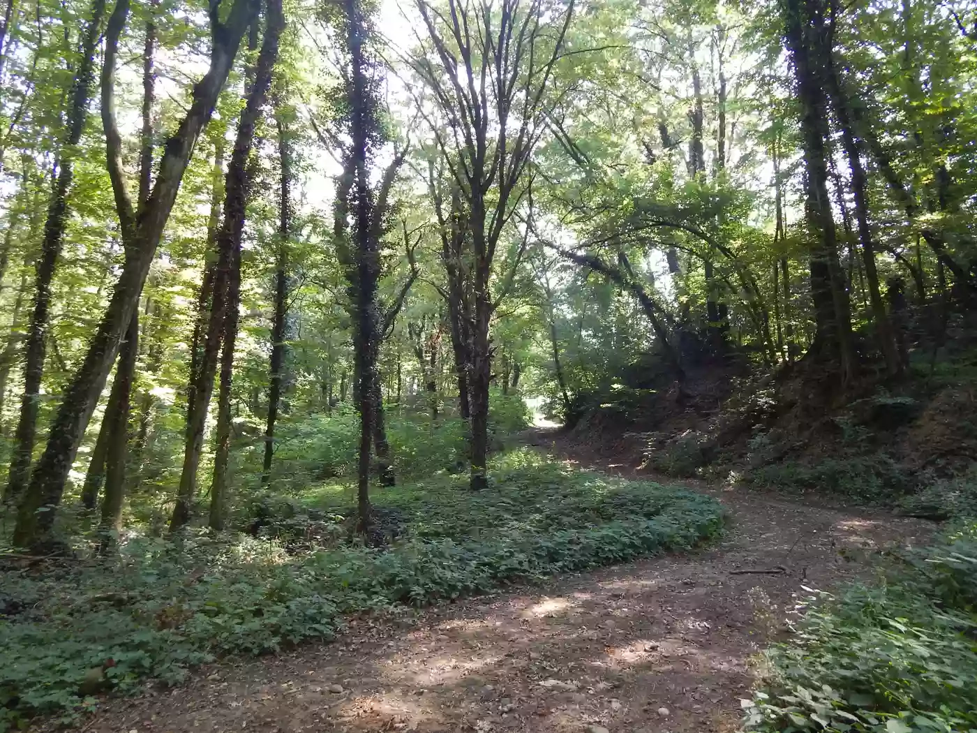 Area Picnic (Bosco di Croara)