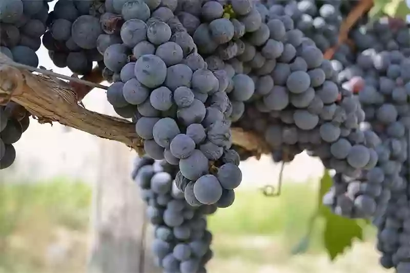 Casal Dragone - Agriturismo e Azienda vitivinicola