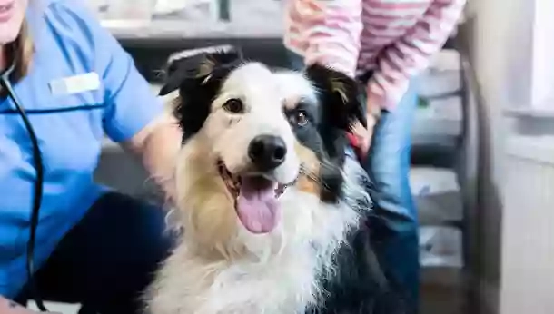 Ambulatorio Veterinario Dr.ssa Nicoletta Grignoli