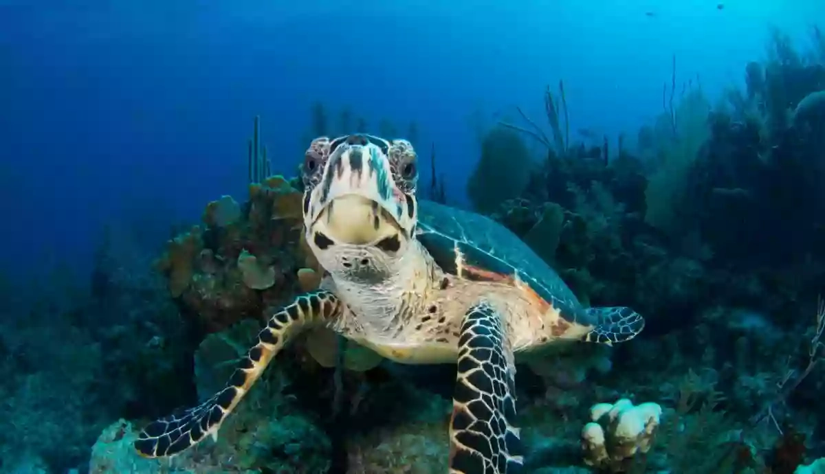 Stenella striata (Gite in barca Taranto) - Onlus