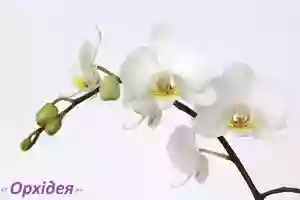 Парикмахерская "Орхидея"