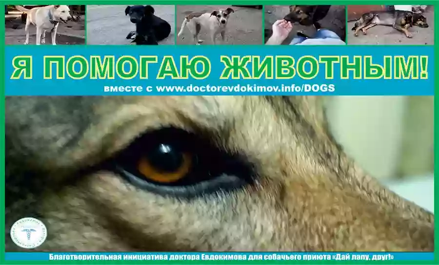 Поилка для собак (Центр доктора Евдокимова)