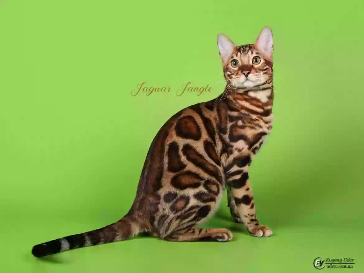 Jaguar Jangle