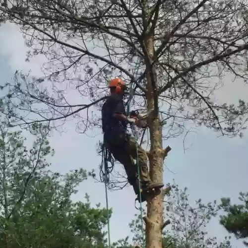 Royal Serwis- Specjalistyczne prace wysokościowe, wycinka drzew, podnośnik koszowy