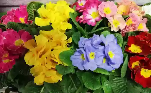 Kwiaciarnia Nowa Maranta