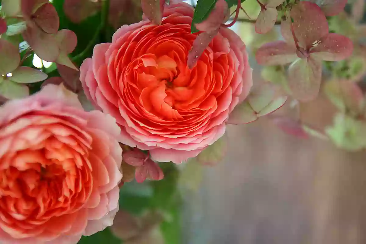 Kwiaciarnia Rose Flamingo Kraków